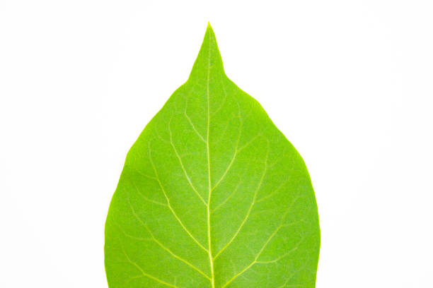 Green natural leaf, close-up, on a white background. Plant leaf.