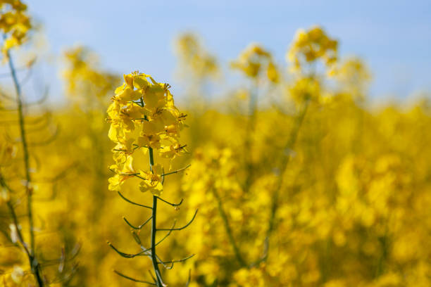 istock Lush inflorescence of blooming rapeseed on a blurred background 2156299923