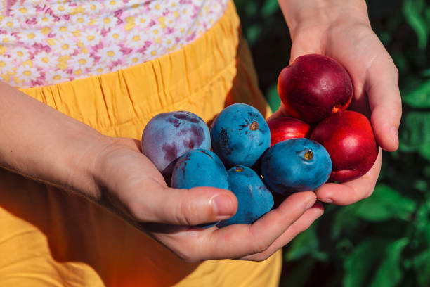 Woman holding assortment of fresh fruits