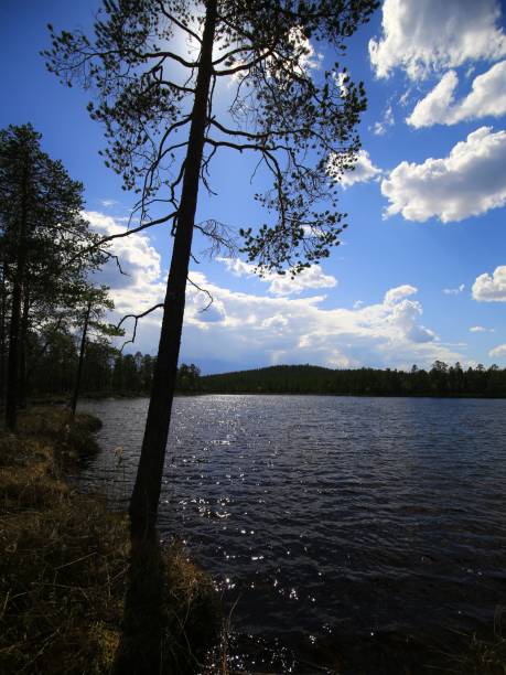 istock Lake and forest silhouette, peaceful water and tree against blue sky with scattered clouds in nature Reserve in northern Sweden 2156300363