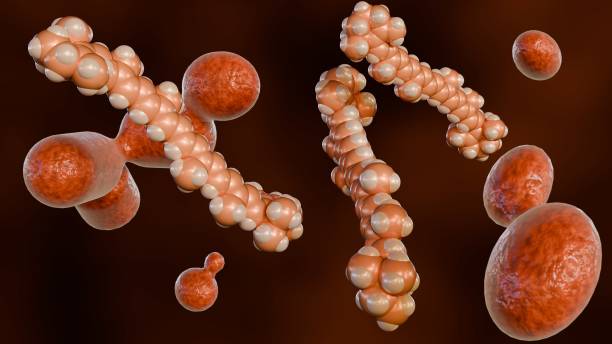 istock 3D rendering yeast named Rhodotorula and beta-carotene molecules 2156301526
