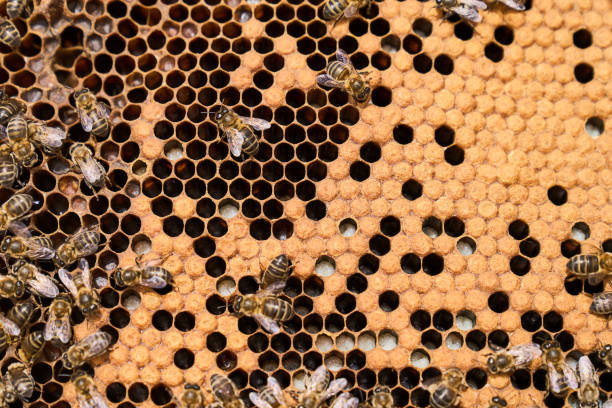 istock A group of bees are gathered around a honeycomb 2156301613