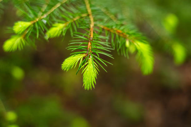 Vibrant Spring Growth in Indiana - A Macro Perspective of Dew-Kissed Conifer Sprouts in Natural Sunlight