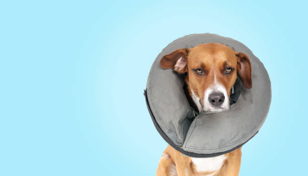 istock Dog with soft collar or inflatable recovery cone on colored background. 2156302954