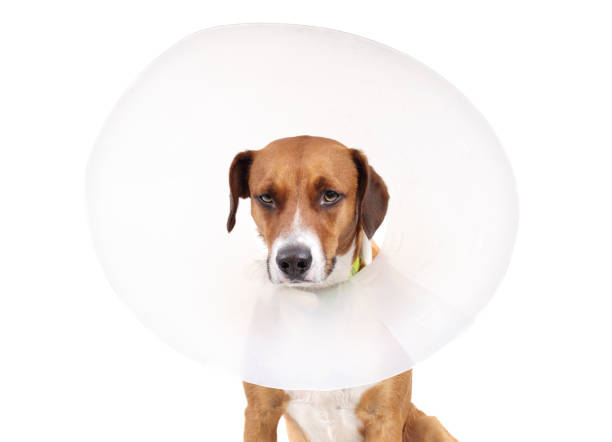 istock Isolated dog with cone or recovery collar. 2156302984