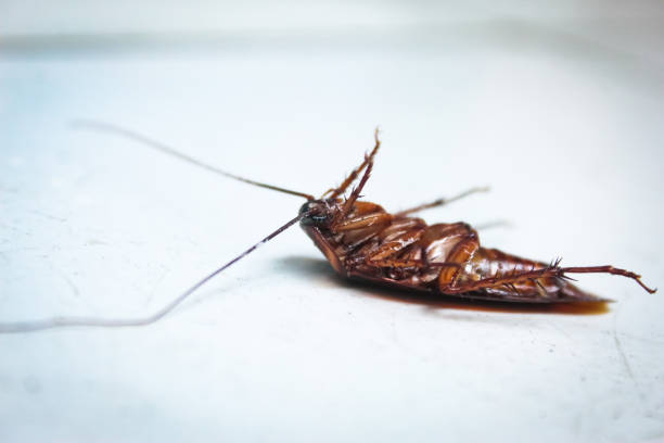 istock Close up of dead cockroach 2156304578