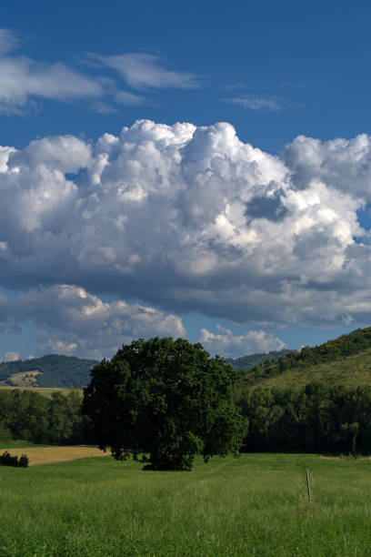 The green grass and trees on the top of the mountain, the cloudy sky, the natural scenery of the mountains