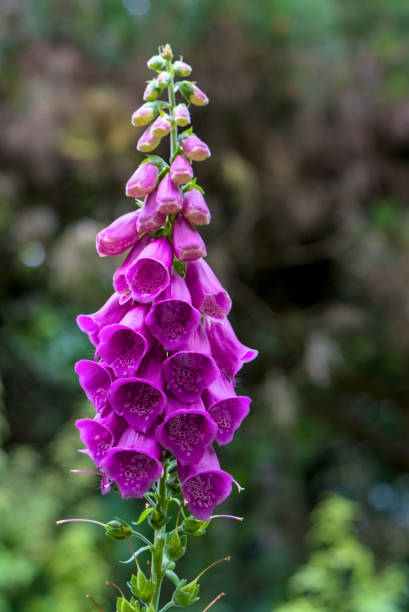 istock Foxglove (digitalis purpurea) closeup vertical shot  blurred background 2156307281