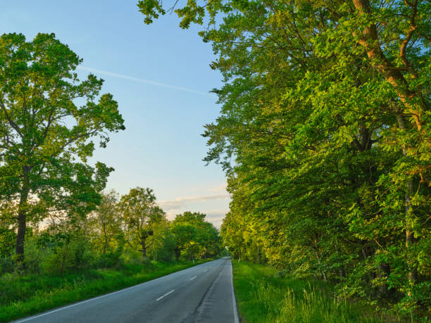 Road though famous saturated Danish forests in springtime