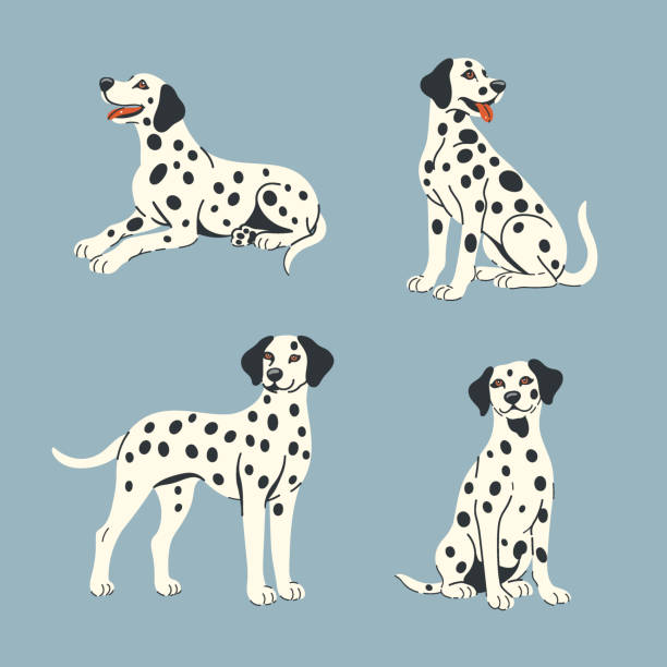 1,600+ Dalmatian Spots Stock Illustrations, Royalty-Free Vector Graphics & Clip Art - iStock | Dalmatian spots vector 1-600-dalmatian-spots-stock-illustrations-royalty-free-vector-graphics-clip-art-istock-dalmatian-spots-vector