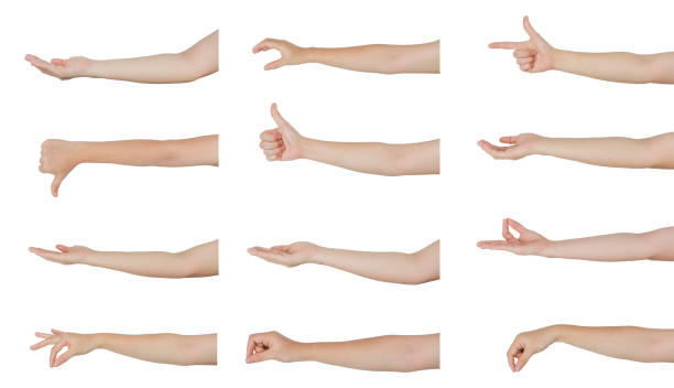 istock set of hand gestures man different form, collection of hands side view on white background 2156310863