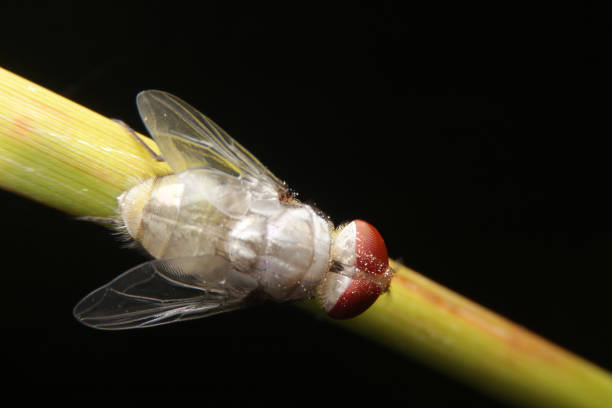 close-up fly drosophila melanogaster night shoot