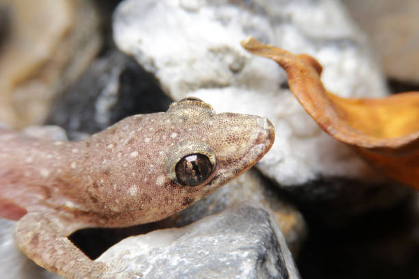 istock close-up Dubious dtella, house gecko, or dubious four-clawed gecko 2156311114