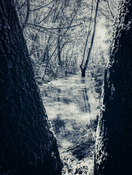 Flooded forest with reflection of trees
