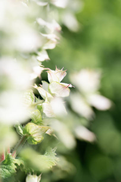 white flower surrounded by greenery
