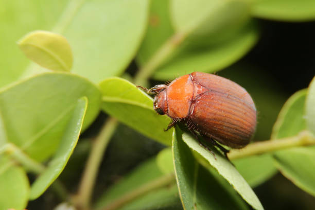 istock close-up Maladera formosae, Asiatic garden beetle 2156311322