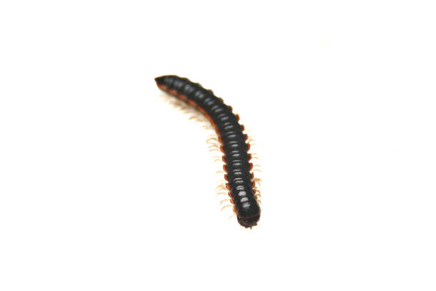 istock close-up Harpaphe millipede isolated on white background 2156311338