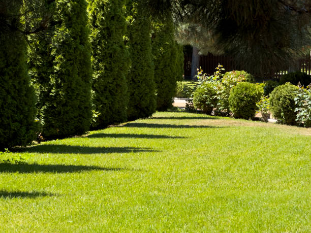 Manicured green lawn bordered by a row of neatly trimmed evergreen trees and bushes, creating a serene and well-maintained garden scene. Perfect for landscaping design, garden care promotions, and outdoor living themes. stock photo