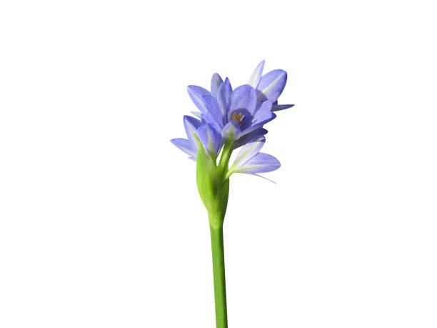 istock Monochoria vaginalis tree with flower 2156312822