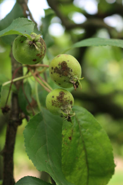 istock Apple scab caused by Venturia inaequalis on green Granny Smith apple 2156313975