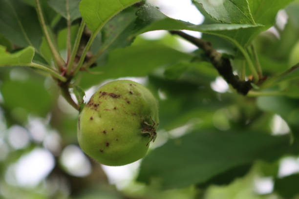istock Apple scab caused by Venturia inaequalis on green Granny Smith apple 2156314105