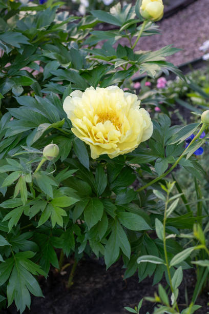 istock Yellow peony flower bud. 2156314509
