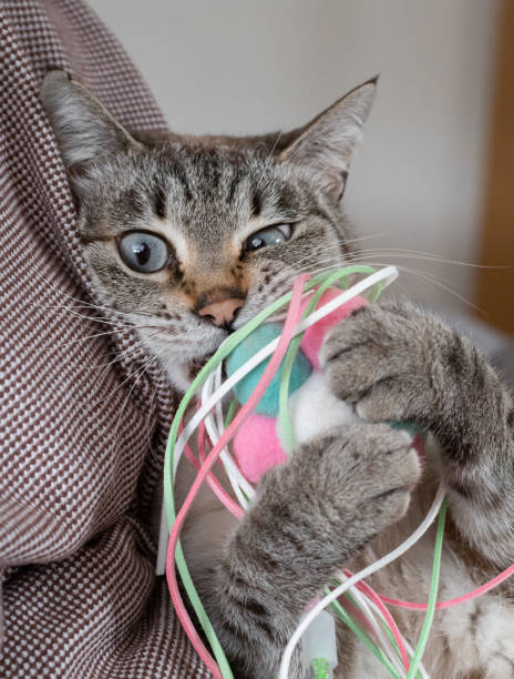 istock Cute cat hugging a toy 2156315013