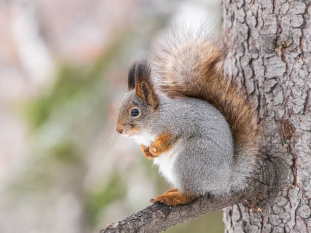 istock The squirrel with nut sits on tree in the winter or late autumn. 2156316483