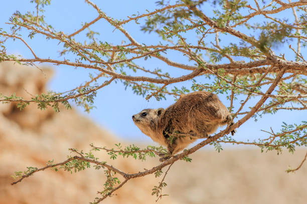 Rock hyrax in the wild in israeli desert