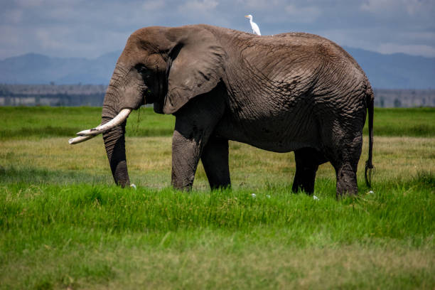 istock Big african elephant with white bird 2156318236