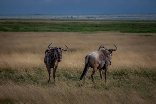 Wildebeest couple grazing