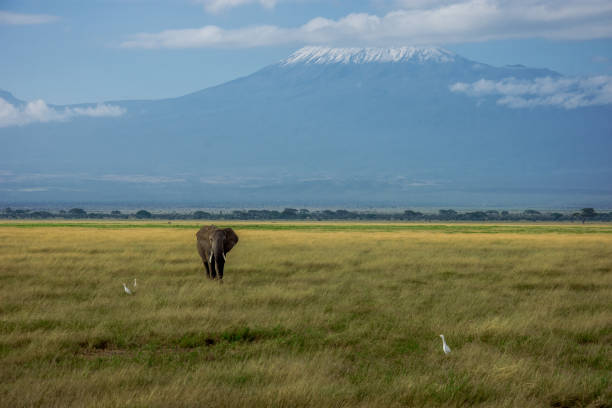 Big elephant walking in fron of Kilimanjaro