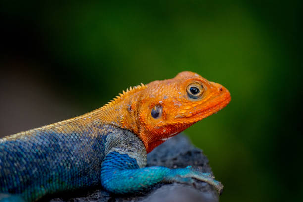 istock Close up of african rainbow lizzard 2156318931