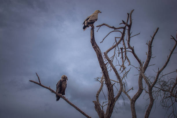 istock Two birds of prey 2156318940