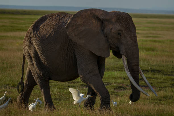 istock Big tusker elephant walks in the savannah 2156318941