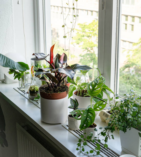 istock indoor plants by the window 2156319485
