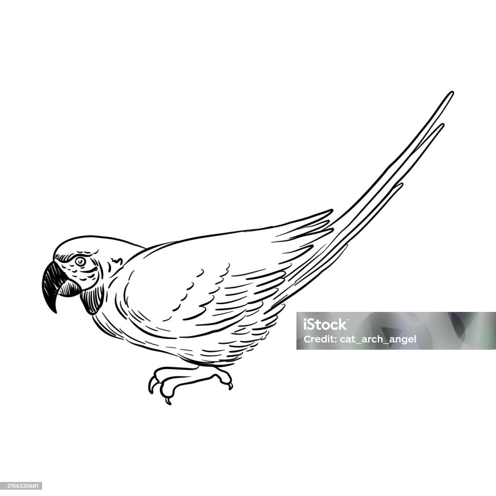 Ara Draw Vector Drawing Bird Ara Parrot Stock Illustration - Download Image Now ...