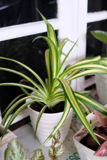 istock Chlorophytum plant in the pot, selective focus. 2156323899