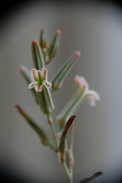 istock Beautiful flower of succulent, selective focus. 2156323918