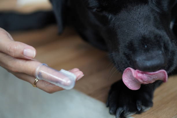 istock hand brushing dog's tooth for dental care 2156323925