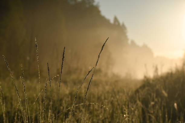 Early morning, wild herbs in the contre , fog and diffused light at the back