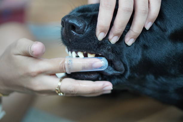 istock hand brushing dog's tooth for dental care 2156323962
