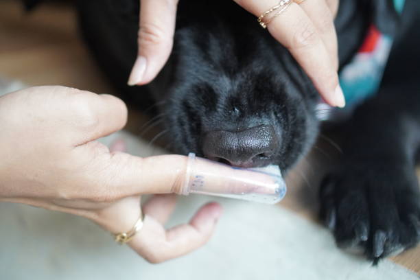 istock hand brushing dog's tooth for dental care 2156323983