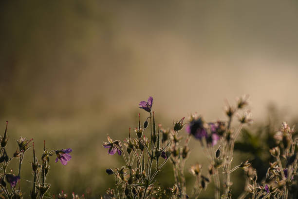 Wild flowers of geranium in the counter light of the morning sun. Fog and diffused sunlight at the background.
