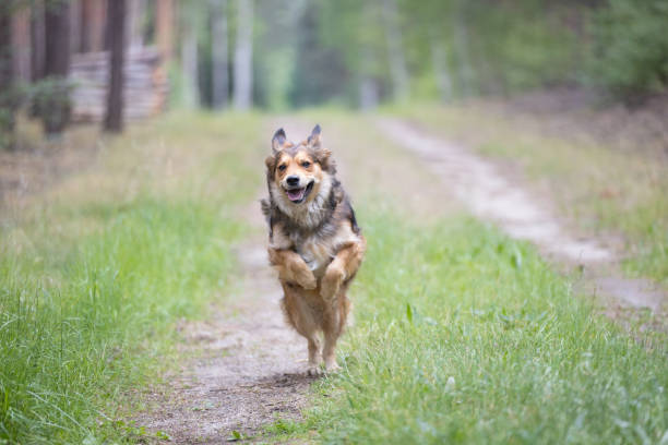 istock Brown cute happy dog jumping on forest road 2156324501
