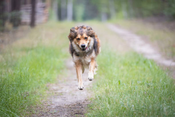 istock Brown cute happy dog jumping on forest road 2156324560