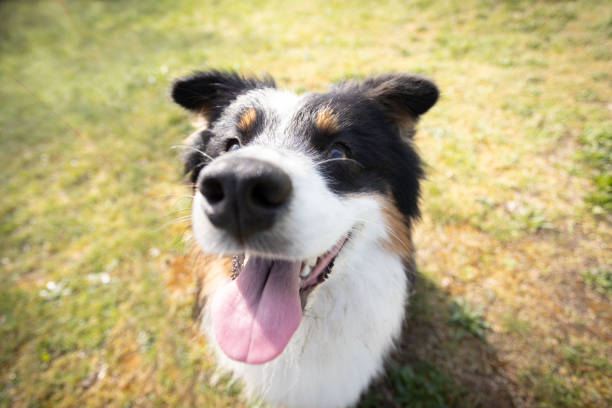 istock Australian Shepherd dog rests on the grass meadow 2156324881