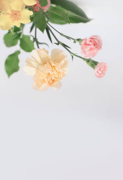 istock summer beautiful  flowers on white background 2156325012