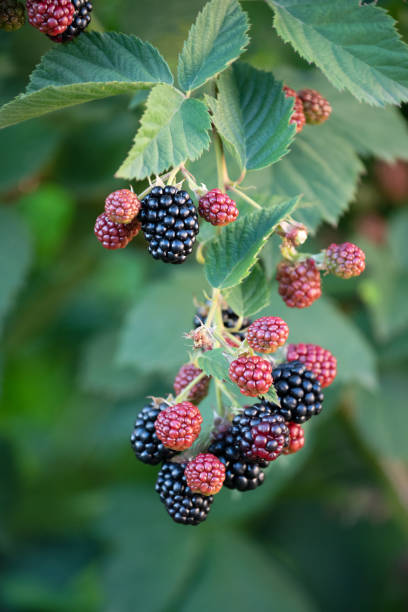 istock Blackberry Branch with Berries in the Garden 2156325921