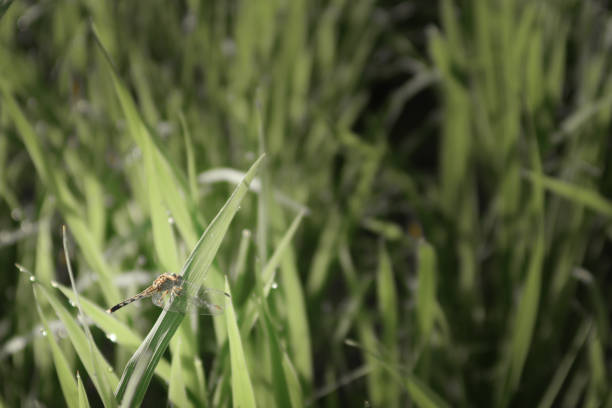 Insect, such as dragonflies, are commonly found near the rice fields. They will show themself flying around freely.